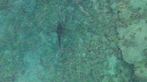 Following a Tiger Shark 動画素材 207274869