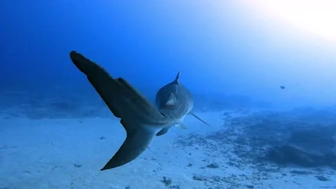 Following Tiger Shark Stock Footage 308515151