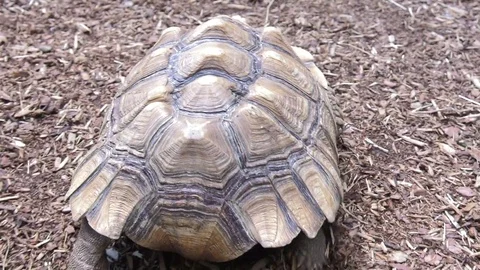 Following the tortoise running 4k Stock Footage 79071836