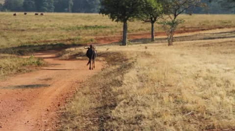 Following a wildebeest Stock Footage 51759046
