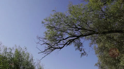 Following_a_tree 스톡 동영상 49164167