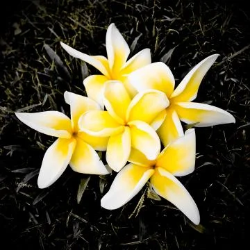 Folwer on black Stock Photos