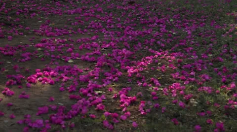 Folwer Floor Video stock 24698121