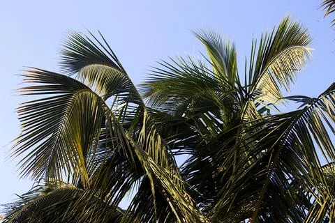 Fond of Coconut Tree Stock Photos