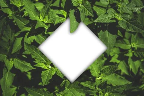 FONDO VERDE CON ROMBO イラスト素材