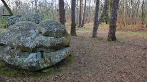 Fontainebleau Forest Stock Footage 99740515