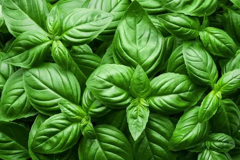 Food background. Fresh green basil leaves, top view Stock Photos