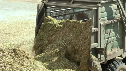 Food for cattle in winter. Stock Footage 223818966