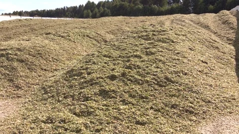 Food for cattle in winter. Video stock 290066011