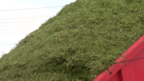 Food for cattle in winter. Stock Footage 323617574