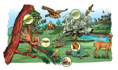 Food chain-complex-forest Stock Illustration