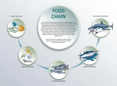 Food chain-concept Stock Illustration