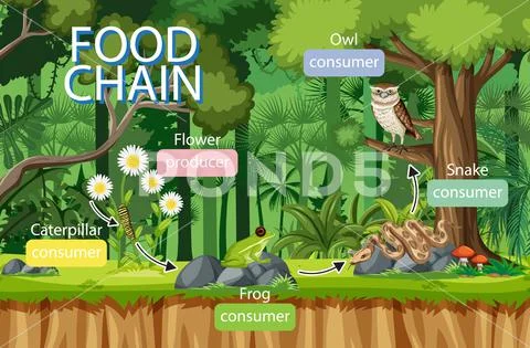 Food chain diagram concept on forest background Illustration 152547400 Biology Diagrams