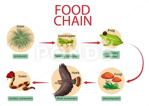 Food chain diagram concept: Royalty Free #153003934 Biology Diagrams