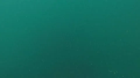 Food chain Stock Footage 148513923