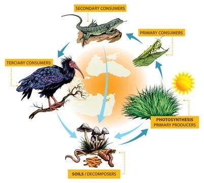 Food chain-turkey example Illustrazione stock