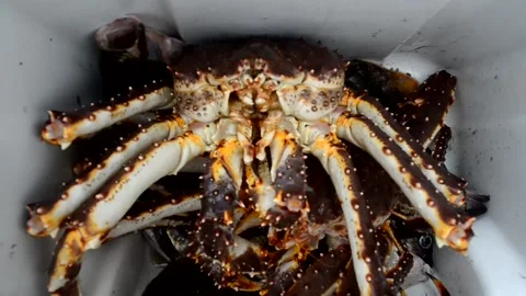 Food crab shell Stock Footage 156304606