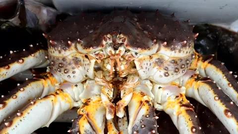 Food crab shell Stock Footage 156304629