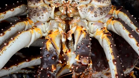 Food crab shell Stock Footage 156304650