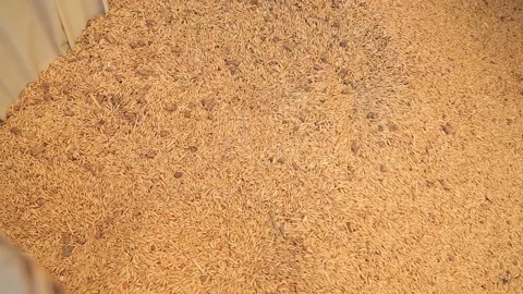 FOOD FOR DEER Stock Footage 158126510