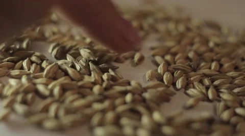 Food expertise Stock Footage 45421999
