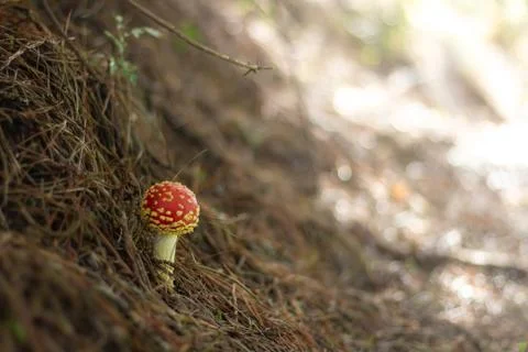 Food Foraging Stock Photos