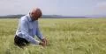Food Industry Agriculture Production Specialist Man Checking Wheat Crop Quality 4k or 4k+ Resolution