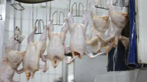 Food industry, chicken meat Stock Footage