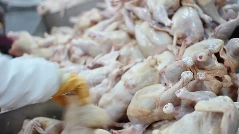 Food industry, poultry meat processing plant Stock Footage 144341911