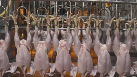 Food industry, poultry meat processing plant, chicken on production line Stock Footage 154577221