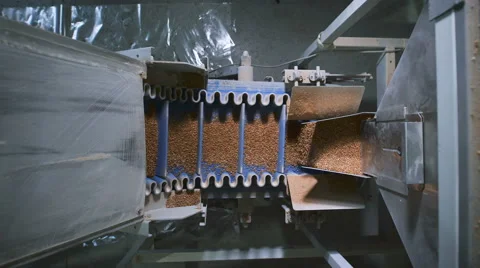 Food industry. Special automatic machine pours on the same portion of buckwheat Stock Footage 67488980