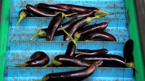 Food industry vegetables. Automatic Line for Processing of vegetables. Stock Footage 132916522