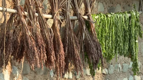 Food Ingredients Drying Under the Sunlight Vídeos de archivo 334511274