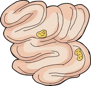 Food inside small intestine Stock Illustration