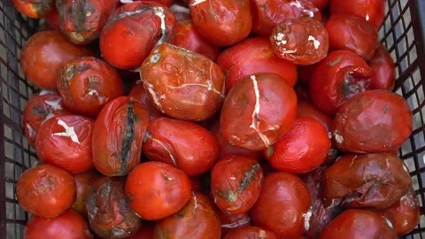 Rotten tomato. Mold on vegetables. Rotten product. Spoiled food