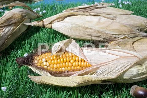 Food maize corn harvest crop autumn fall grain Stock Photos