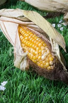 Food maize corn harvest crop autumn fall grain Stock Photos