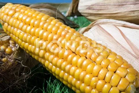Food maize corn harvest crop autumn fall grain Stock Photos