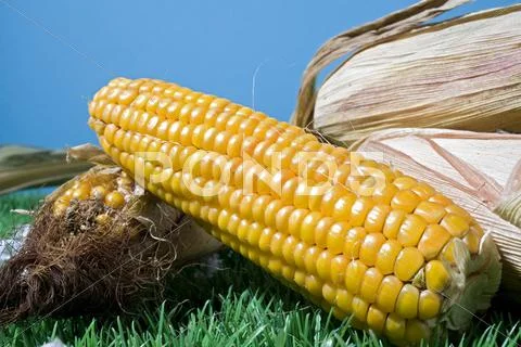 Food maize corn harvest crop autumn fall grain Stock Photos