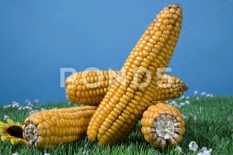 Food maize corn harvest crop autumn fall grain Stock Photos