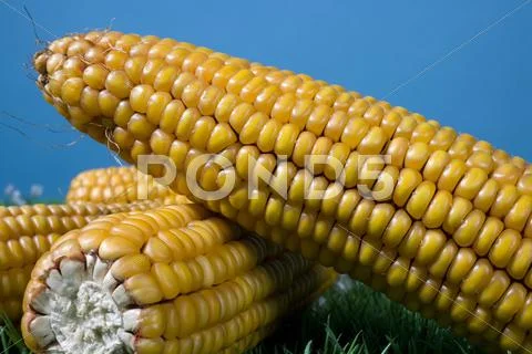 Food maize corn harvest crop autumn fall grain Stock Photos
