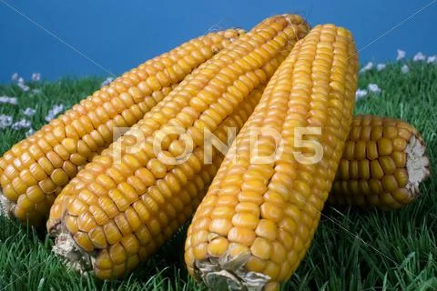 Food maize corn harvest crop autumn fall grain Stock Photos