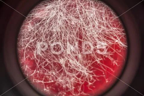 Food mold on red drink, fungus development on food, microbiology macro abstra Stock Photos