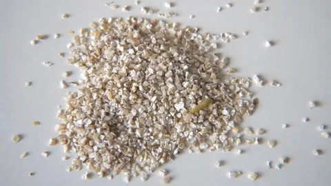 Food moth caterpillar sample between barley grits grains Stock Footage 123475817