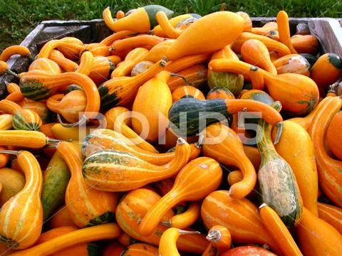 Food nature autumn eat harvest health awareness Stock Photos