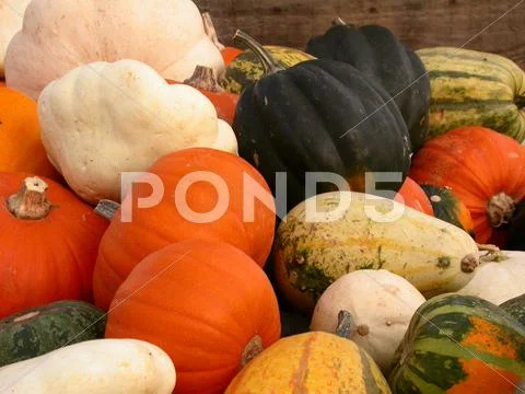 Food nature autumn eat harvest health awareness Stock Photos