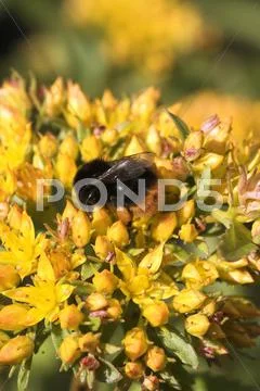 Food nature bee botany closeup honey leaves Stock Photos