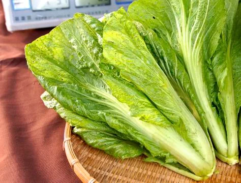 Food Stock Photos