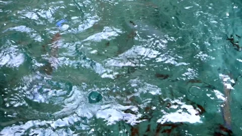 Food pieces fall from the surface as pufferfish and damselfish - Feeding Swarm Stock Footage 339980470