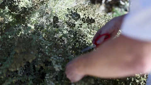Food Preparation Vidéo 316085988
